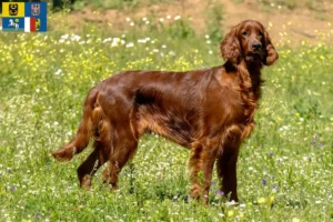 Read more about the article Irish Red Setter breeders and puppies in Moravia-Silesia