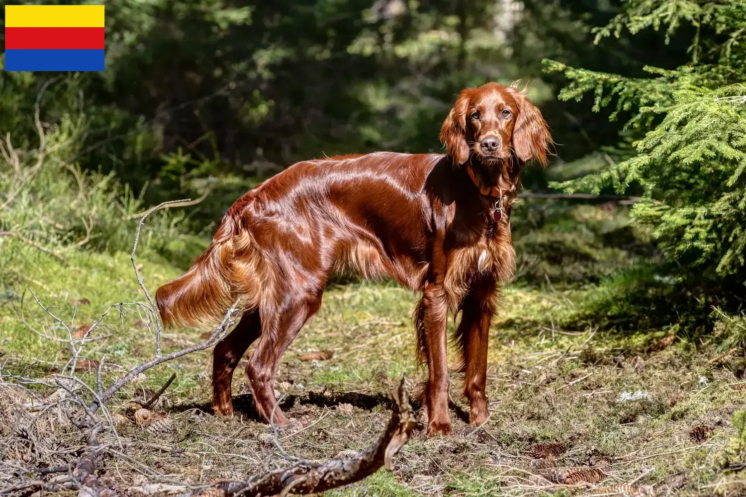 Read more about the article Irish Red Setter breeders and puppies in North Holland