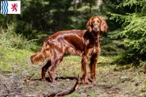 Read more about the article Irish Red Setter breeders and puppies in Nouvelle-Aquitaine