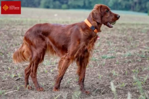 Read more about the article Irish Red Setter breeders and puppies in Occitania