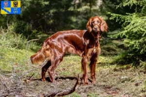 Read more about the article Irish Red Setter breeder and puppies in Olomouc