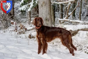 Read more about the article Irish Red Setter breeders and puppies in Pays de la Loire