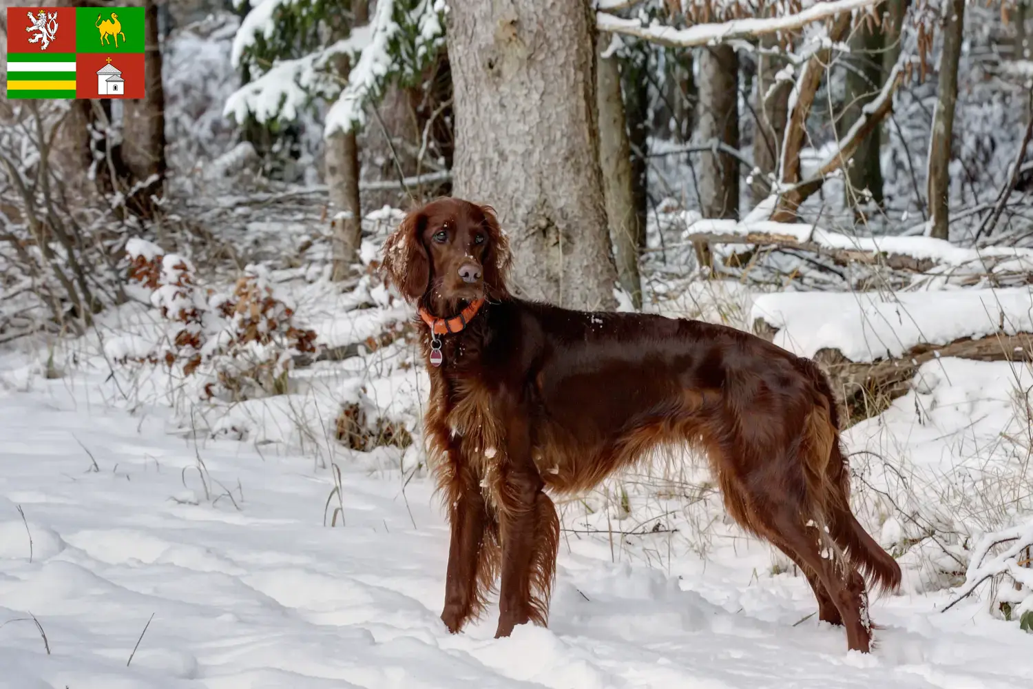 Read more about the article Irish Red Setter breeders and puppies in Pilsen
