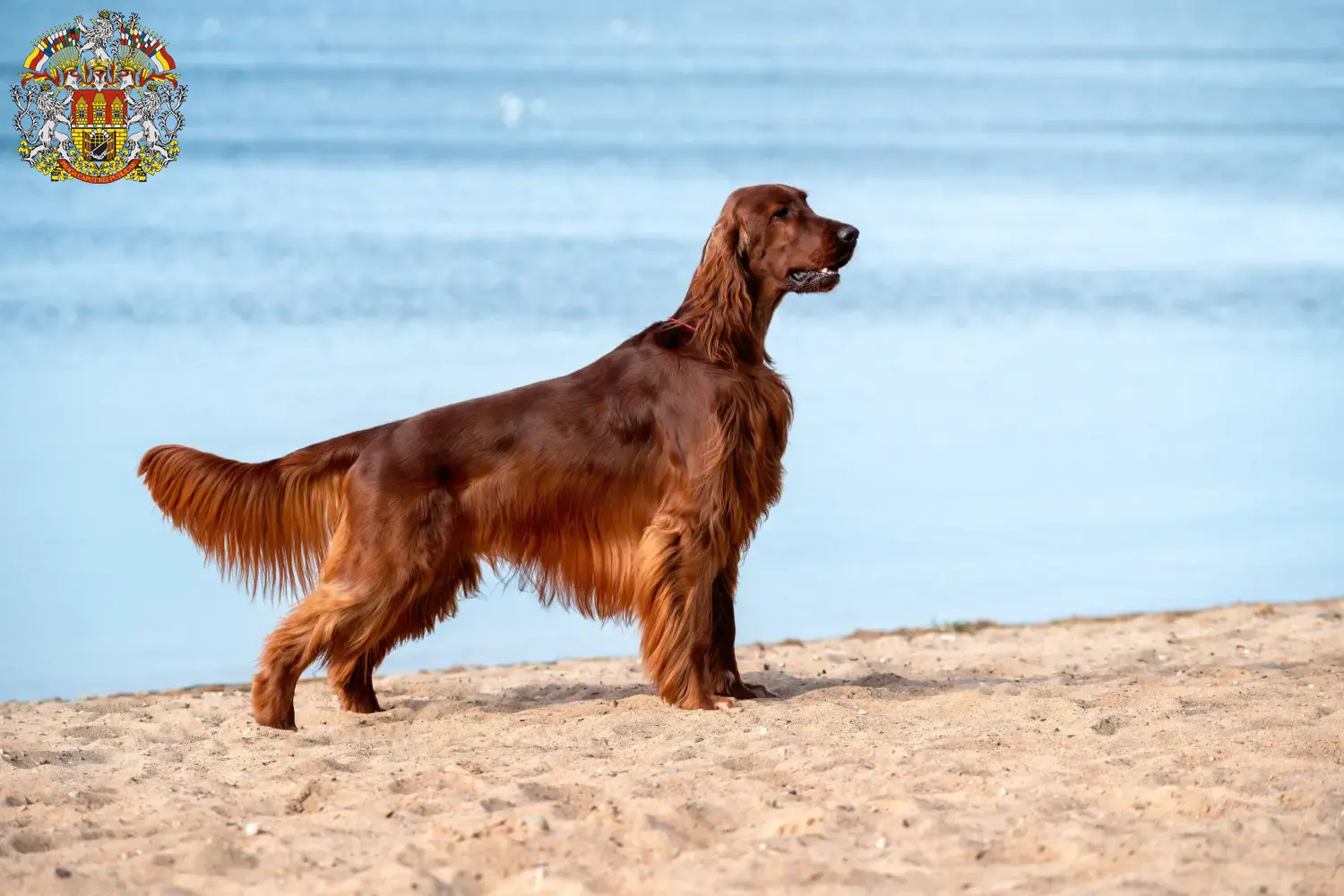 Read more about the article Irish Red Setter breeders and puppies in Prague