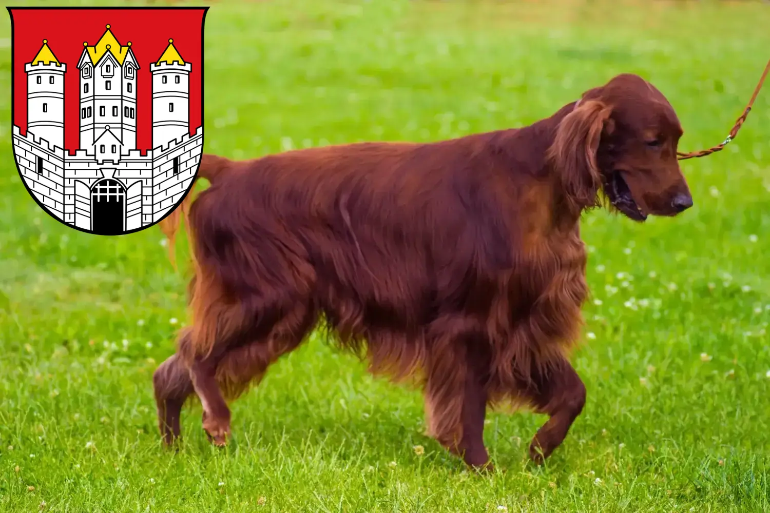 Read more about the article Irish Red Setter breeders and puppies in Salzburg