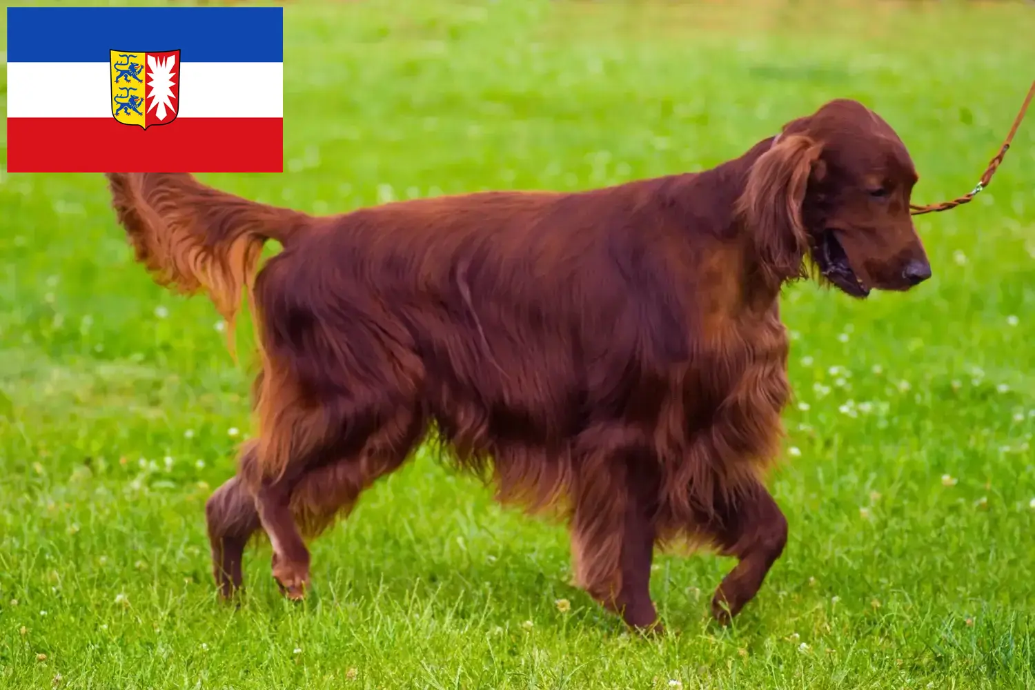 Read more about the article Irish Red Setter breeders and puppies in Schleswig-Holstein