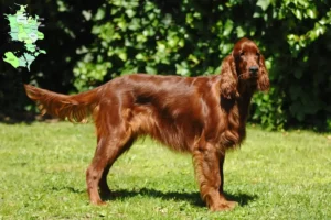 Read more about the article Irish Red Setter breeders and puppies in Sjælland