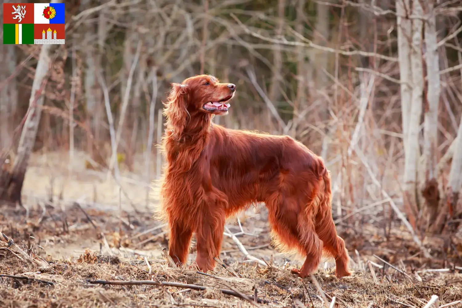 Read more about the article Irish Red Setter breeders and puppies in South Bohemia