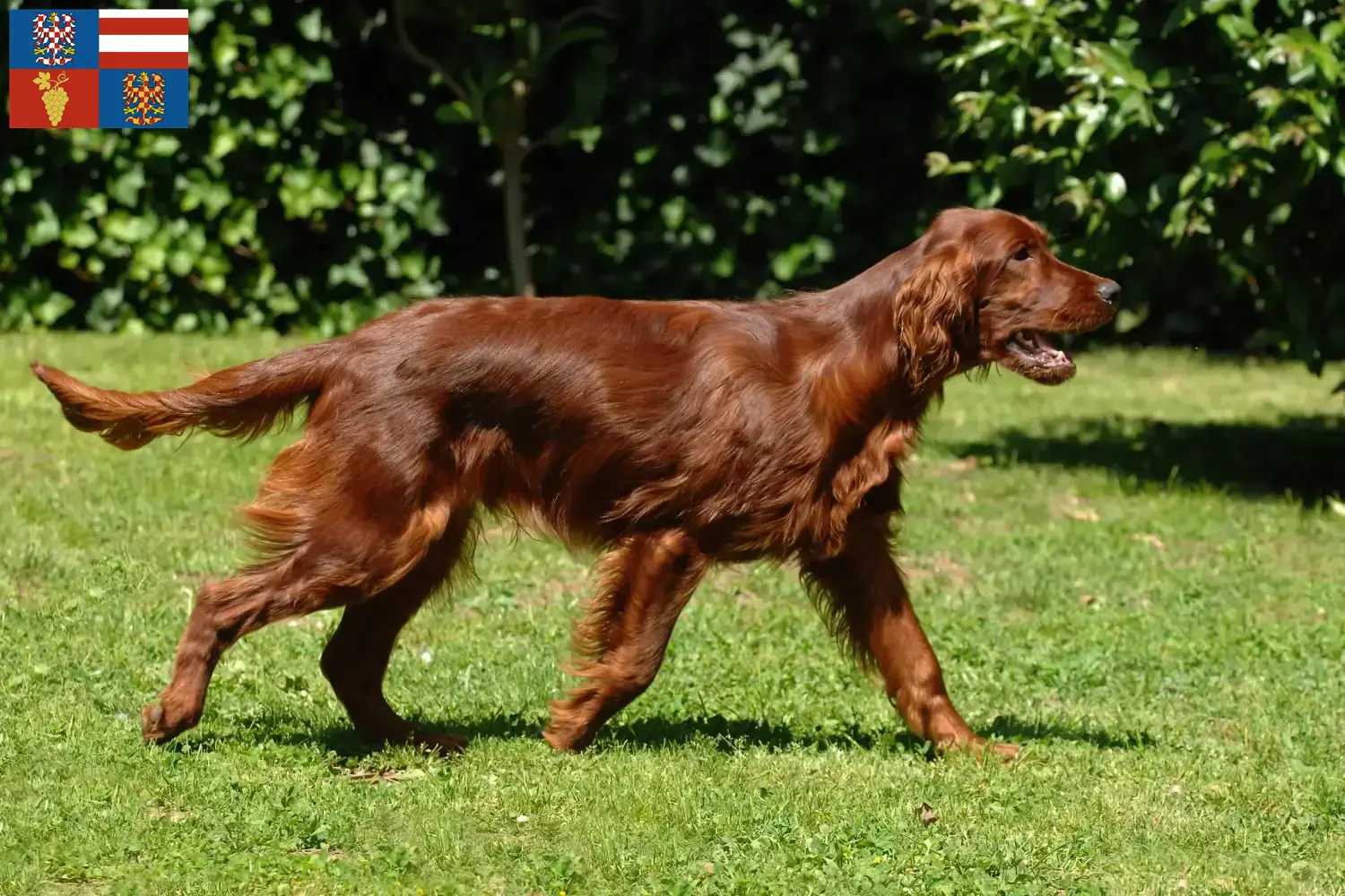 Read more about the article Irish Red Setter breeders and puppies in South Moravia