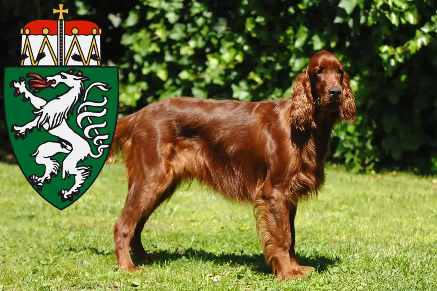 Read more about the article Irish Red Setter breeders and puppies in Styria