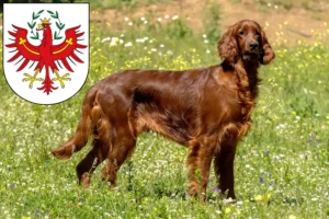 Read more about the article Irish Red Setter breeders and puppies in Tirol