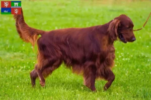 Read more about the article Irish Red Setter breeders and puppies in Ústí