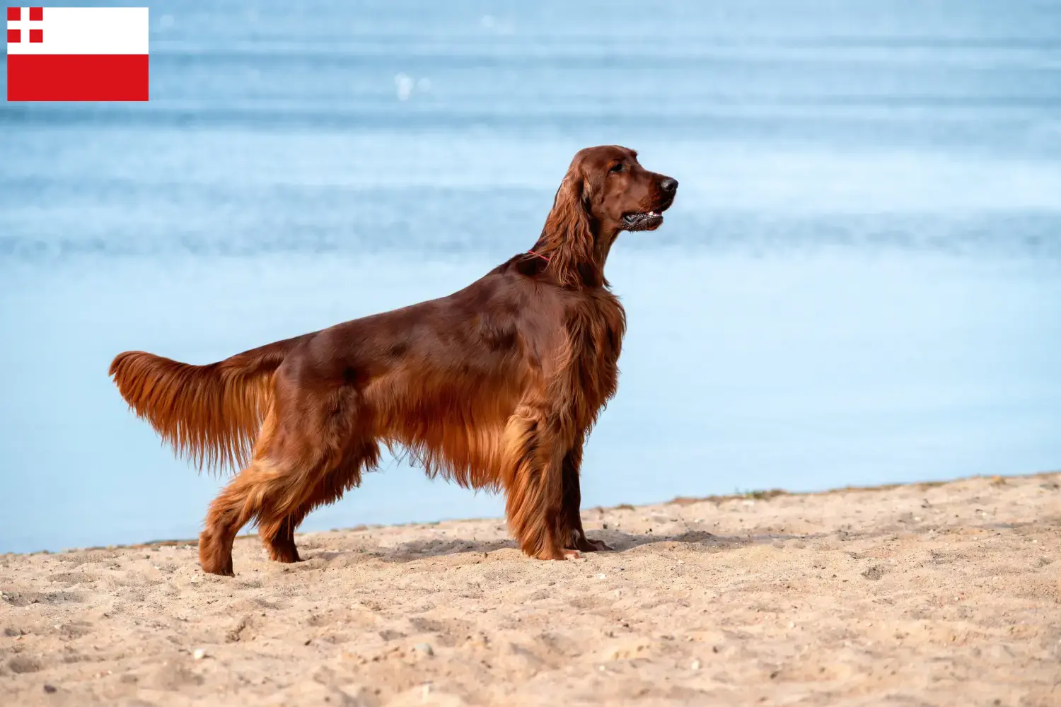 Read more about the article Irish Red Setter breeder and puppies in Utrecht