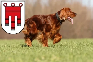 Read more about the article Irish Red Setter breeders and puppies in Vorarlberg