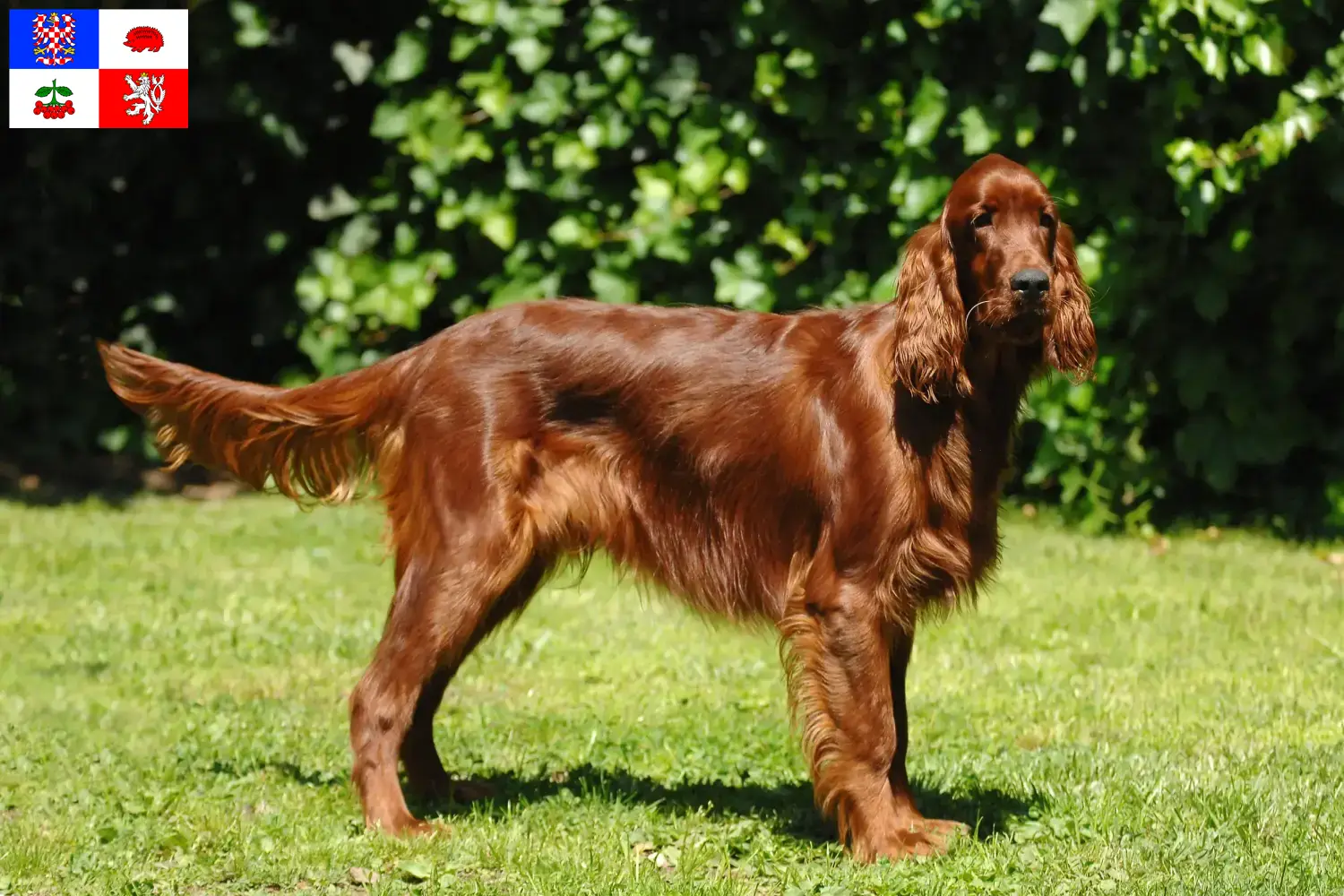 Read more about the article Irish Red Setter breeder and puppies in Vysočina