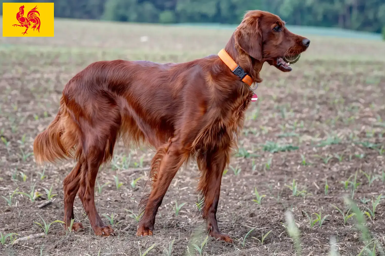 Read more about the article Irish Red Setter breeders and puppies in Walloon Region