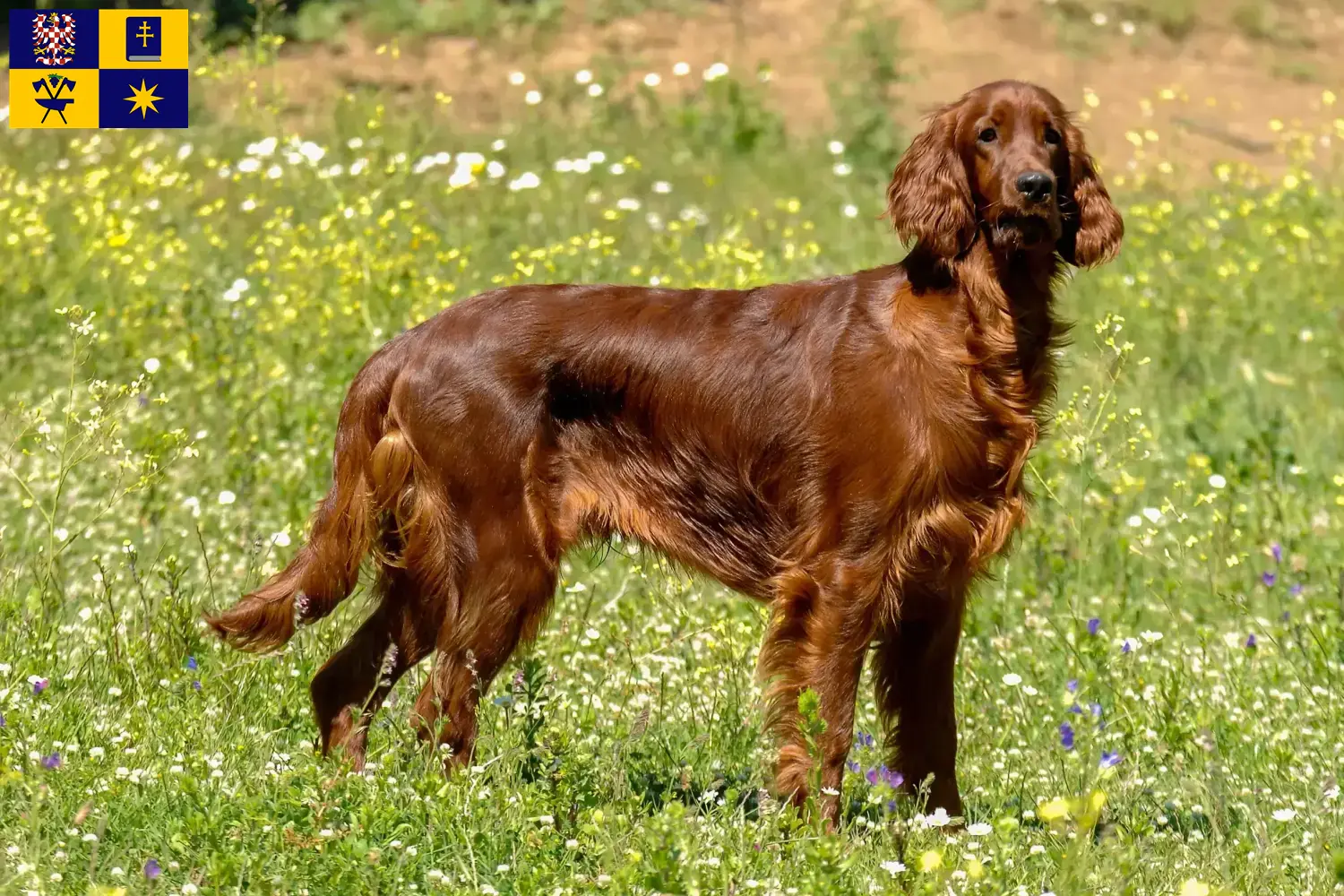 Read more about the article Irish Red Setter breeders and puppies in Zlín