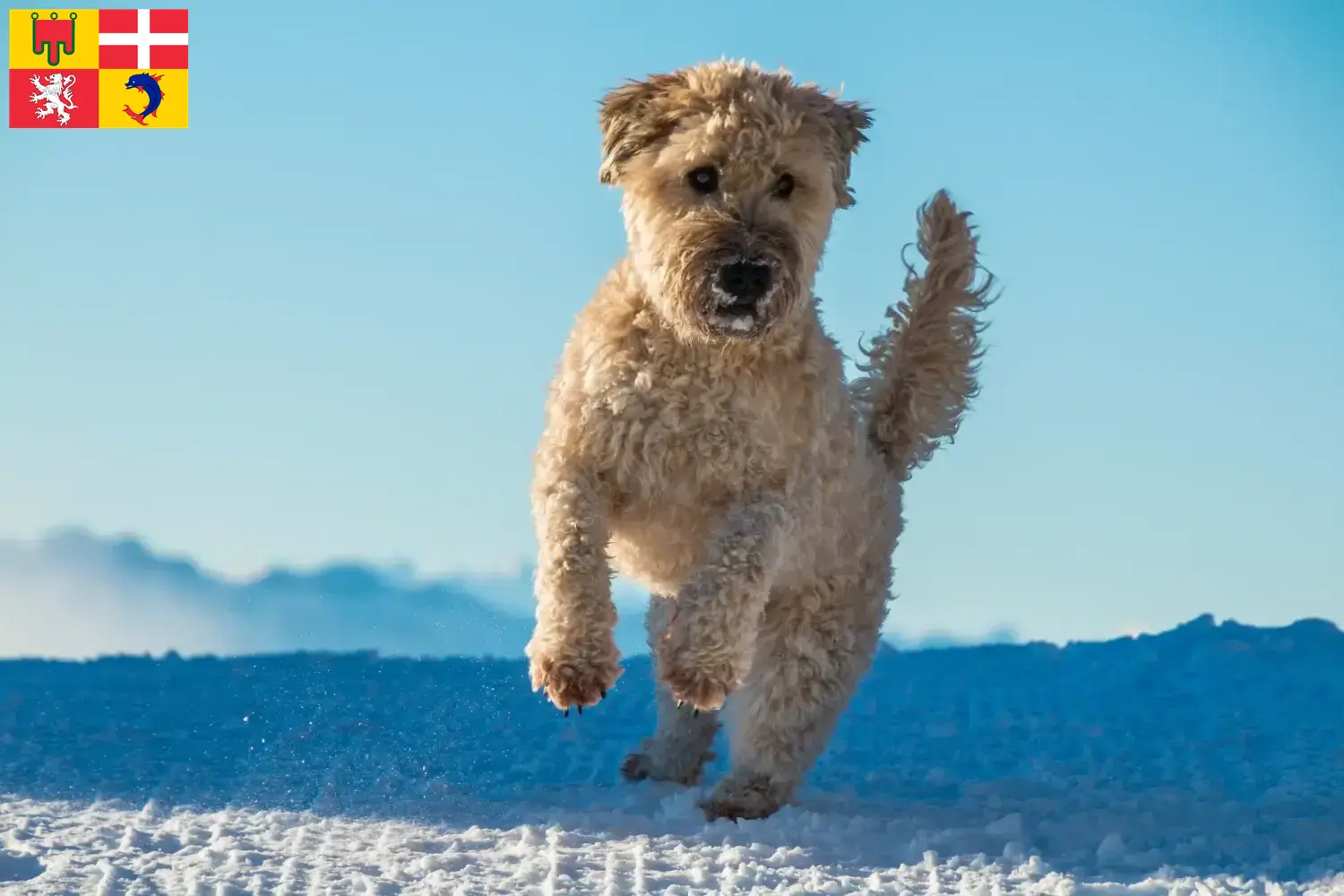 Read more about the article Irish Soft Coated Wheaten Terrier breeders and puppies in Auvergne-Rhône-Alpes