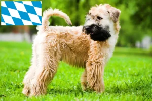 Read more about the article Irish Soft Coated Wheaten Terrier breeders and puppies in Bavaria