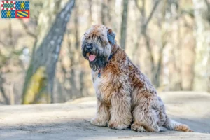 Read more about the article Irish Soft Coated Wheaten Terrier breeders and puppies in Bourgogne-Franche-Comté
