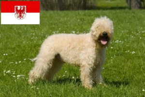 Read more about the article Irish Soft Coated Wheaten Terrier breeders and puppies in Brandenburg