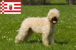 Read more about the article Irish Soft Coated Wheaten Terrier breeders and puppies in Bremen