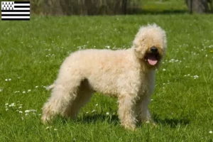 Read more about the article Irish Soft Coated Wheaten Terrier breeders and puppies in Brittany
