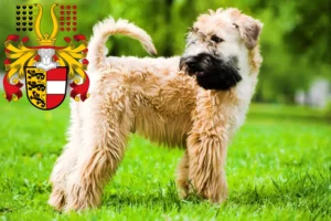 Read more about the article Irish Soft Coated Wheaten Terrier breeders and puppies in Carinthia