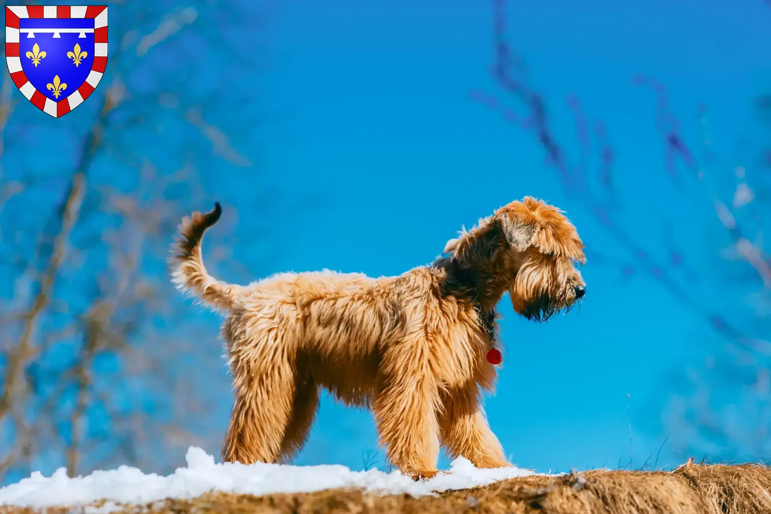 Read more about the article Irish Soft Coated Wheaten Terrier breeders and puppies in Centre-Val de Loire