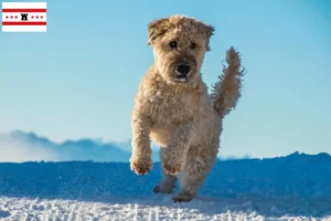 Read more about the article Irish Soft Coated Wheaten Terrier breeders and puppies in Drenthe