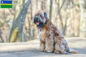 Read more about the article Irish Soft Coated Wheaten Terrier breeders and puppies in Flevoland