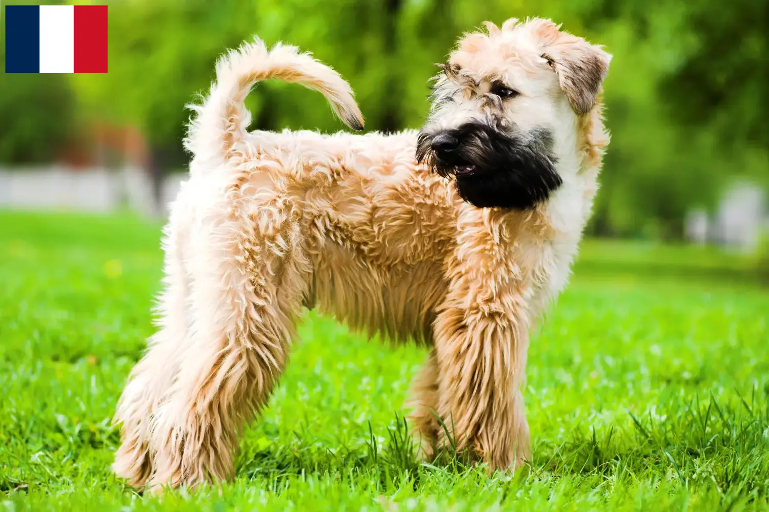 Read more about the article Irish Soft Coated Wheaten Terrier breeders and puppies in France