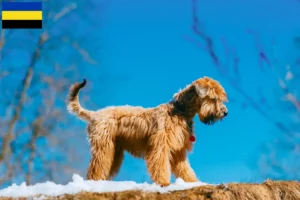 Read more about the article Irish Soft Coated Wheaten Terrier breeders and puppies in Gelderland