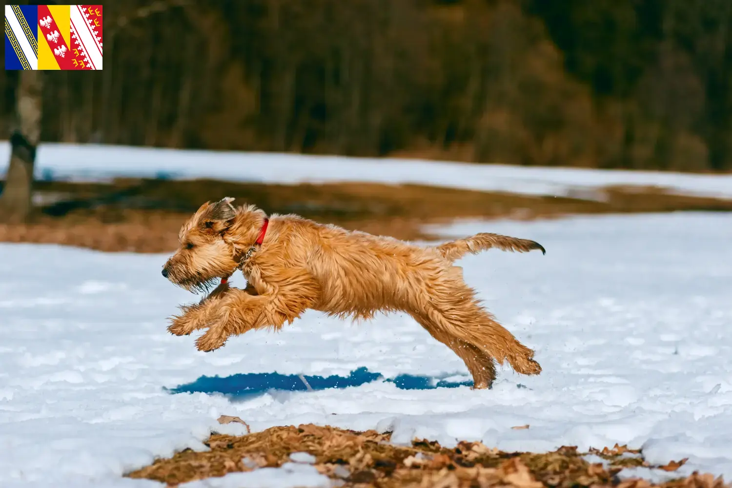 Read more about the article Irish Soft Coated Wheaten Terrier breeders and puppies in Grand Est