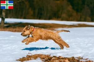 Read more about the article Irish Soft Coated Wheaten Terrier breeders and puppies in Groningen