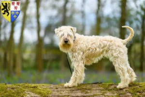 Read more about the article Irish Soft Coated Wheaten Terrier breeders and puppies in Hauts-de-France