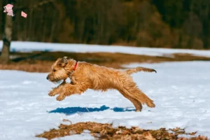 Read more about the article Irish Soft Coated Wheaten Terrier breeder and puppies in Hovedstaden