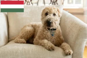 Read more about the article Irish Soft Coated Wheaten Terrier breeders and puppies in Hungary