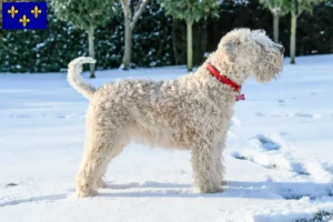 Read more about the article Irish Soft Coated Wheaten Terrier breeders and puppies in Île-de-France