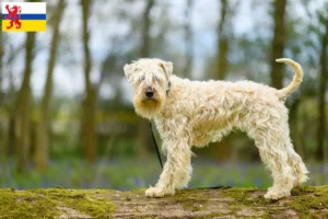 Read more about the article Irish Soft Coated Wheaten Terrier breeders and puppies in Limburg