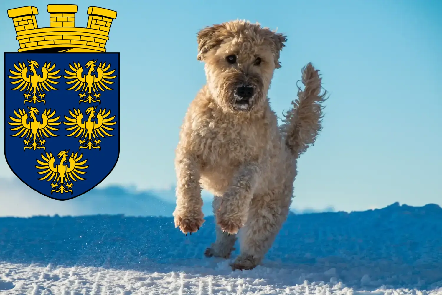 Read more about the article Irish Soft Coated Wheaten Terrier breeders and puppies in Lower Austria