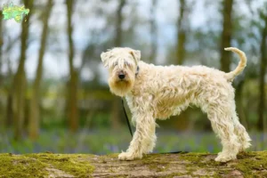 Read more about the article Irish Soft Coated Wheaten Terrier breeders and puppies in Midtjylland