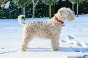 Read more about the article Irish Soft Coated Wheaten Terrier breeders and puppies in Nordjylland