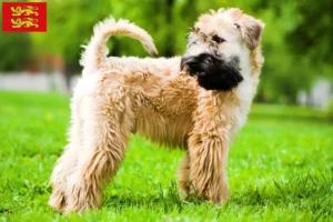 Read more about the article Irish Soft Coated Wheaten Terrier breeders and puppies in Normandy