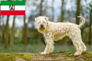 Read more about the article Irish Soft Coated Wheaten Terrier breeders and puppies in North Rhine-Westphalia