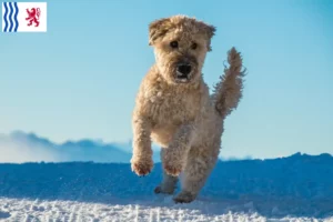 Read more about the article Irish Soft Coated Wheaten Terrier breeders and puppies in Nouvelle-Aquitaine