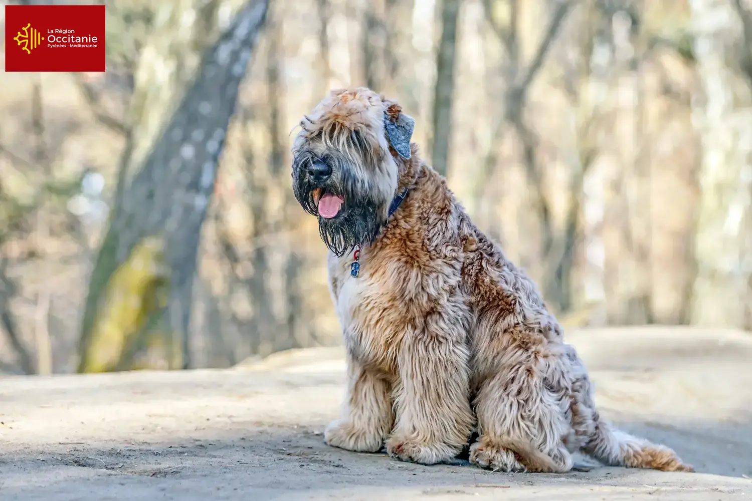 Read more about the article Irish Soft Coated Wheaten Terrier breeders and puppies in Occitania