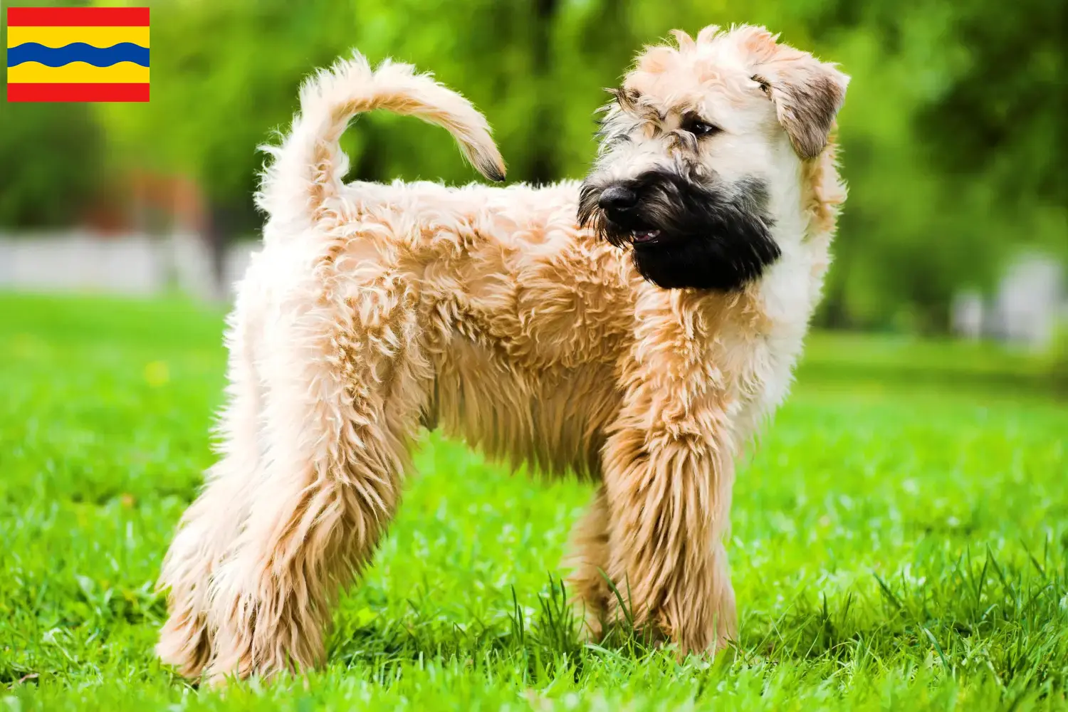 Read more about the article Irish Soft Coated Wheaten Terrier breeders and puppies in Overijssel