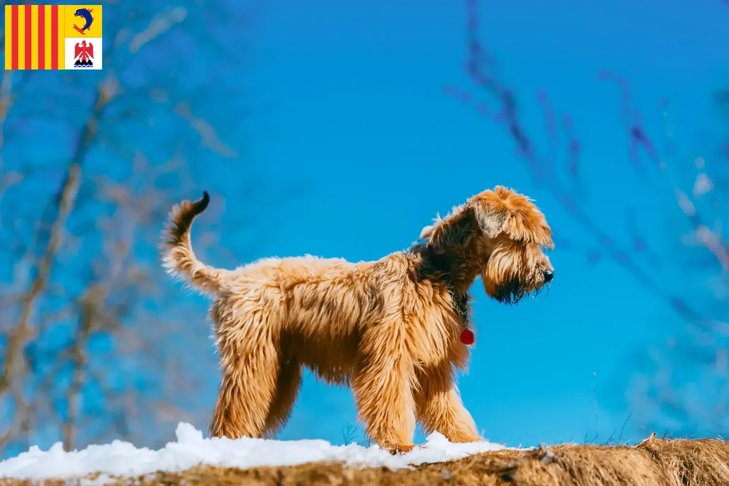 Read more about the article Irish Soft Coated Wheaten Terrier breeders and puppies in Provence-Alpes-Côte d’Azur