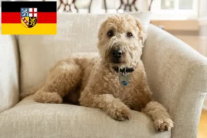 Read more about the article Irish Soft Coated Wheaten Terrier breeders and puppies in Saarland